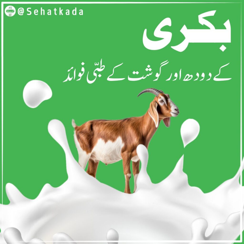 بکری کا گوشت اور دودھ | Bakri ka Gosht aur Doodh | Goat Meat & Milk Health Benefits – Sehatkada