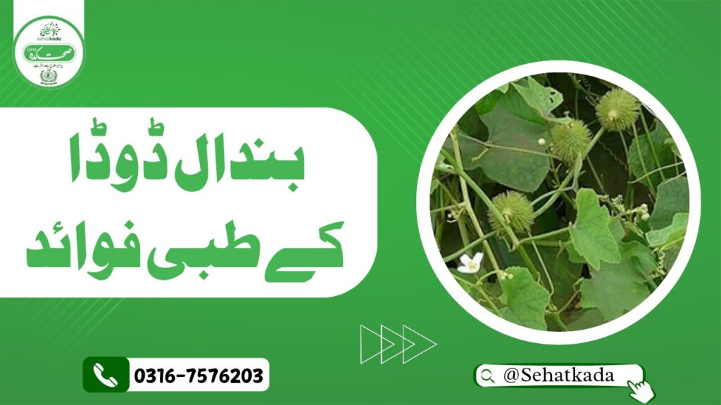 Sehatkada, Hakim Muzammil Rafiqi, Hakim Sabir Multani, Bandal Dodda, Bristly Luffa, Bandal ke faide, Herbal Remedy, Constipation ka ilaj, Colic cure, Bawasir treatment, Tibb-e-Sabir, Unani Medicine