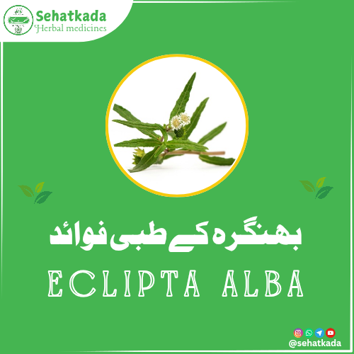 بھنگرہ Eclipta alba | Jal Bhangerha Benefits | Herbal Remedy – Sehatkada