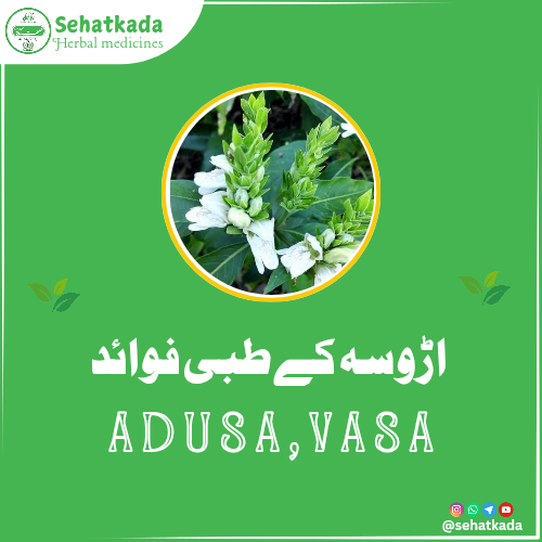 اڑوسہ (Adhatoda vasica) کے فوائد | Vasaka Uses & Herbal Benefits – Sehatkada